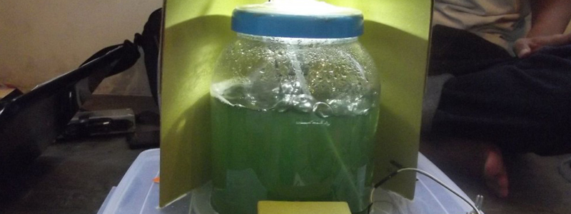 smsmicroalgae