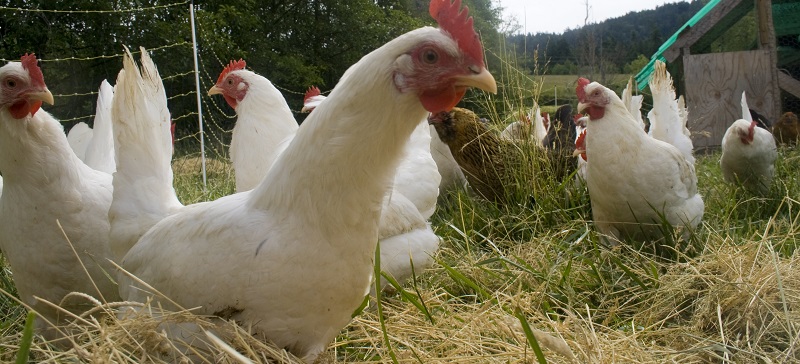 Free_range_chicken_flock