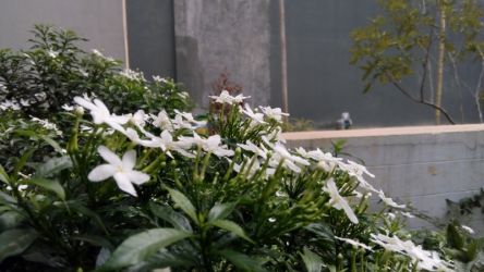 Hasil foto luar ruangan di pagi hari Hasil Foto Outdoor Infinix Zero 2